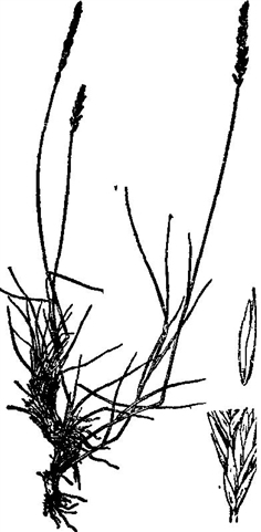 沙蘆草 Agropyron mongolicum