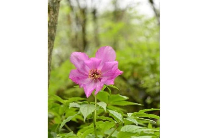 Paeonia lactiflora \x27Mikado\x27 Paeonia lactiflora \x27Mikado\x27