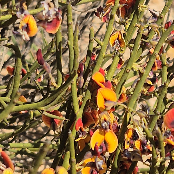 Daviesia brachyphylla