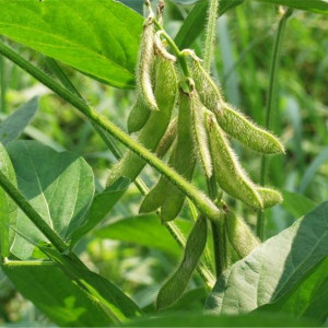 大豆(Glycine max)