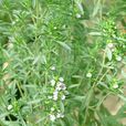 長梗風輪菜 長梗風輪菜