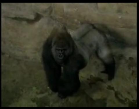 《動物園》片段——北京動物園的大猩猩