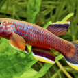 愛琴魚 愛琴魚