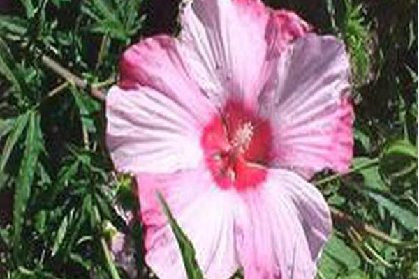 Hibiscus \x27Turn of the Century\x27