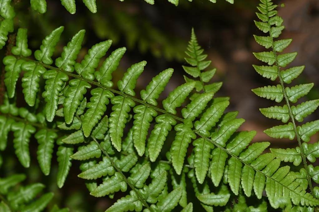 毛邊蕨屬