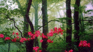 千佛洞國家森林公園