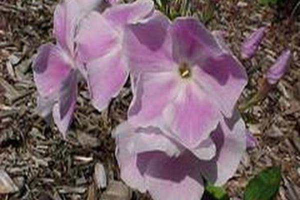 Phlox paniculata \x27Miss Kelly\x27 Phlox paniculata \x27Miss Kelly\x27