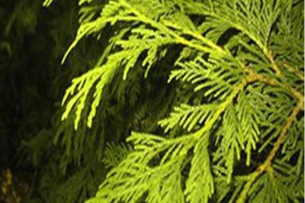 Thuja occidentalis \x27Lutea\x27