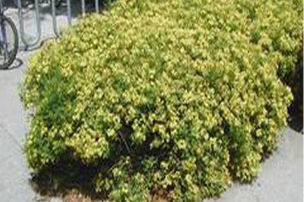 Hypericum kalmianum