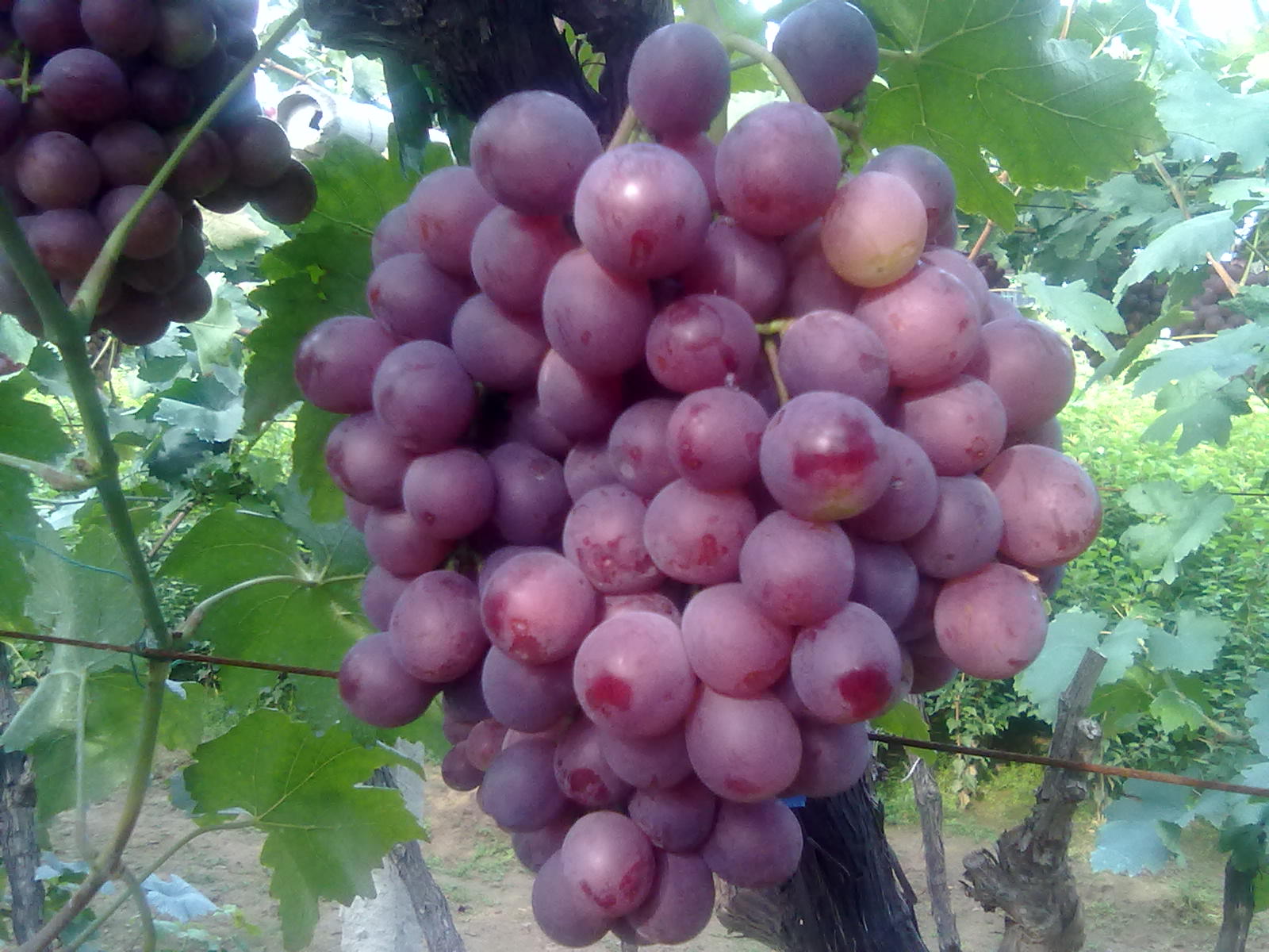 遼寧蓋州紅提葡萄