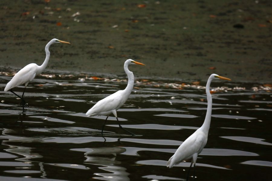 三亞河鳥類自然保護區
