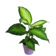 瑪麗安(花葉萬年青品種名) 瑪麗安(花葉萬年青品種名)