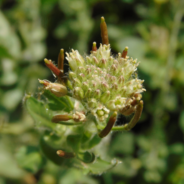 Exhalimolobos palmeri