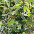 馬蓮鞍屬 馬蓮鞍屬