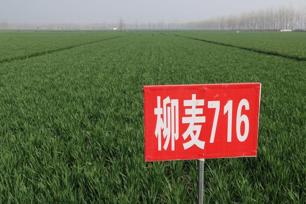 柳麥716 柳麥716