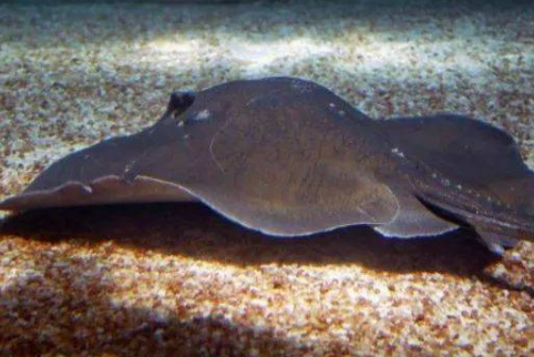 裸犁長鰭蝠魚 裸犁長鰭蝠魚