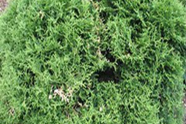 Thuja occidentalis \x27Hoseri\x27