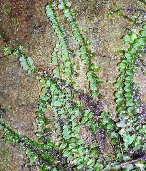光萼苔屬 光萼苔屬