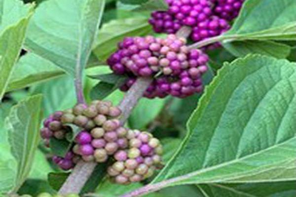 Callicarpa americana
