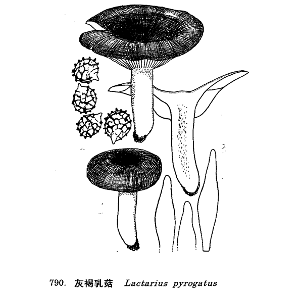 灰色菇 灰色菇