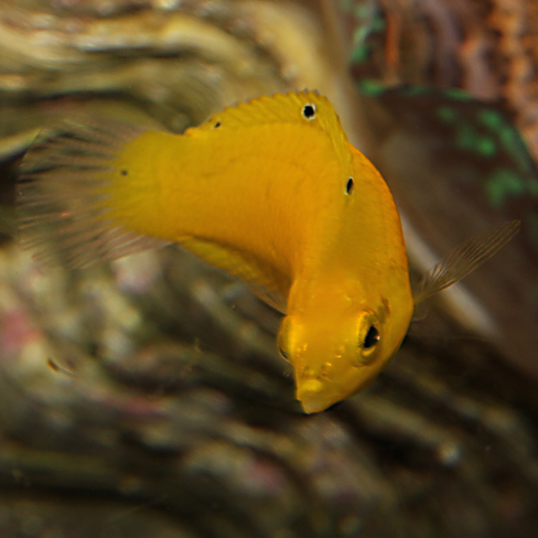 黃身海豬魚