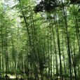 格後村 格後村
