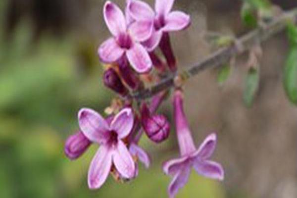 Syringa \x27SMSJBP7\x27 BLOOMERANG DARK PURPLE