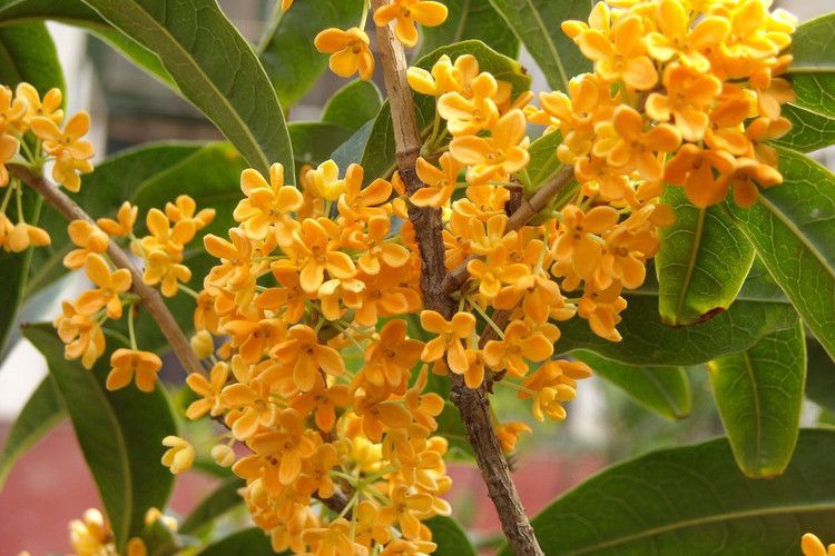 垂花金桂JX11 垂花金桂JX11