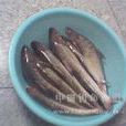 小麻魚 小麻魚