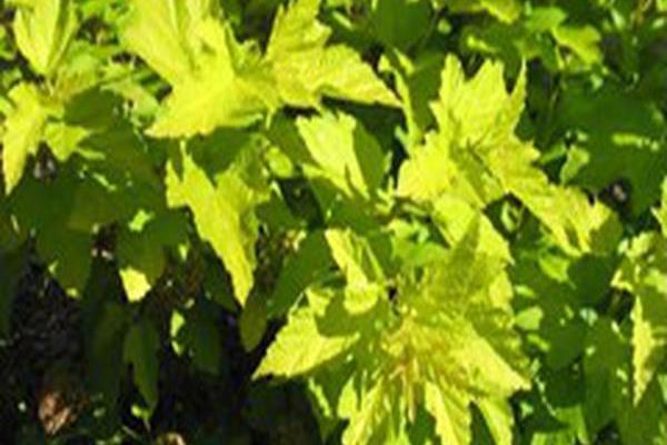 Physocarpus opulifolius \x27Podaras 3\x27 LEMON CANDY Physocarpus opulifolius \x27Podaras 3\x27 LEMON CANDY