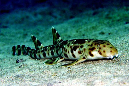 珊瑚礁三角區海底新發現魚類肩章鯊