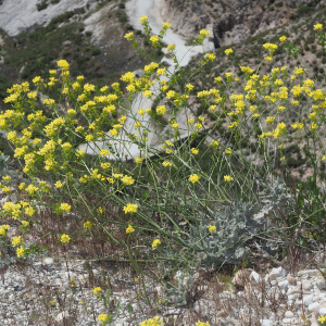 Biscutella sempervirens