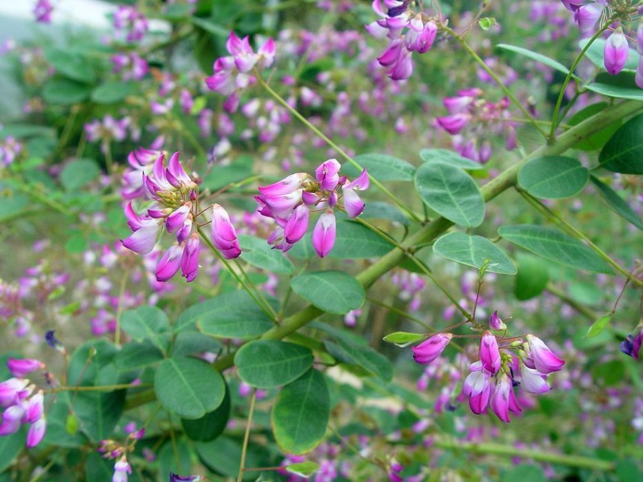 密脈笐子梢(豆科杭子梢屬植物) 密脈笐子梢(豆科杭子梢屬植物)