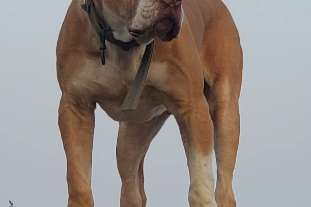 科達布犬 科達布犬