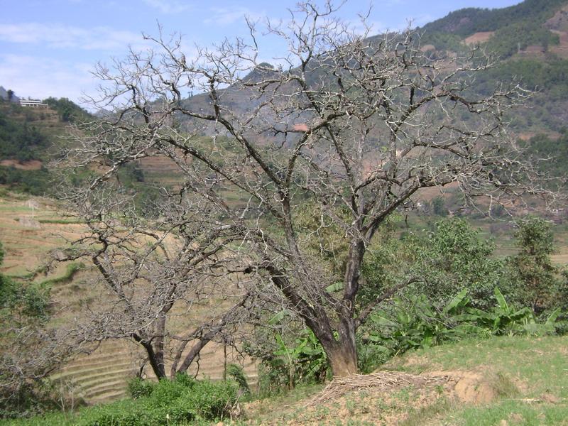 立馬拽村