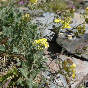 Biscutella brevifolia