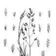 西伯利亞鹼茅 西伯利亞鹼茅