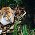 野貓(貓科動物)