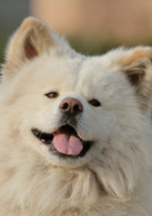 秋田犬蓬夫