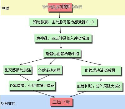 降壓反射 降壓反射