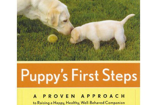 puppy\x27s first steps puppy\x27s first steps