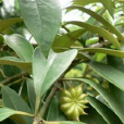 莽草根 莽草根