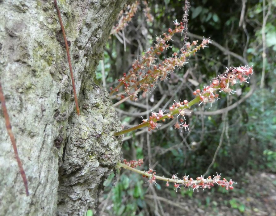 Maesobotrya barteri