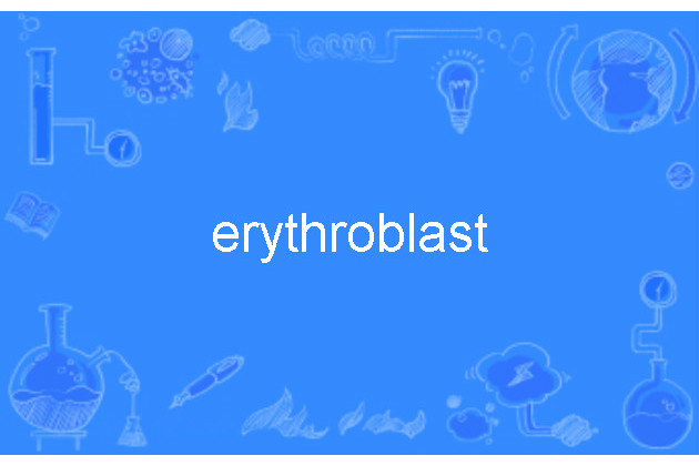 erythroblast