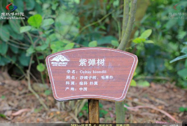 紫彈朴HF 紫彈朴HF