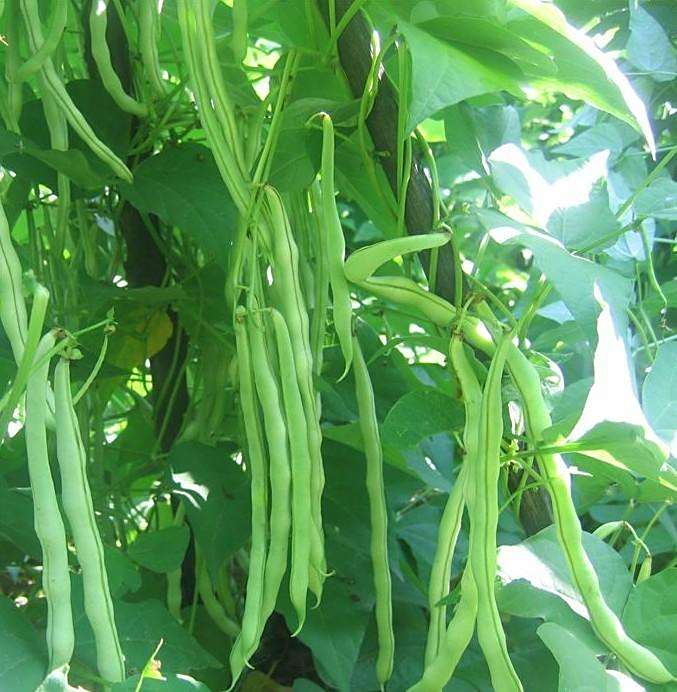 29號菜豆 29號菜豆