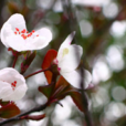 麗密花豆