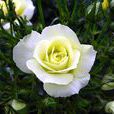 薔薇科