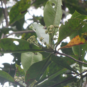 Stilpnophyllum grandifolium