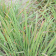 茅香花 茅香花